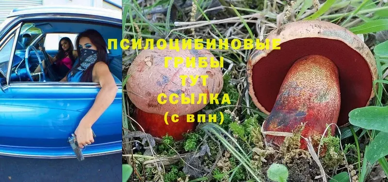 Галлюциногенные грибы Psilocybe  даркнет сайт  Благодарный 